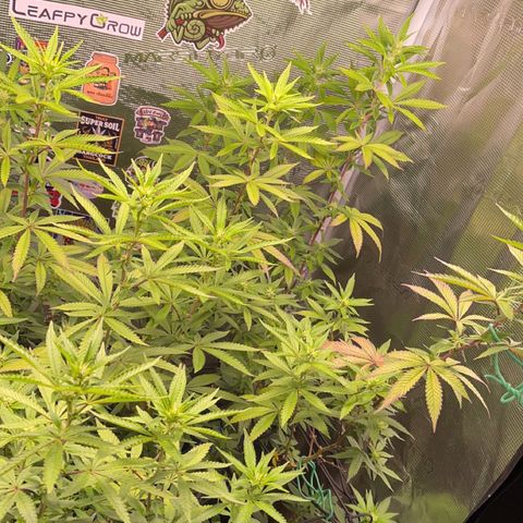 Jack Herer growlog timeline photo