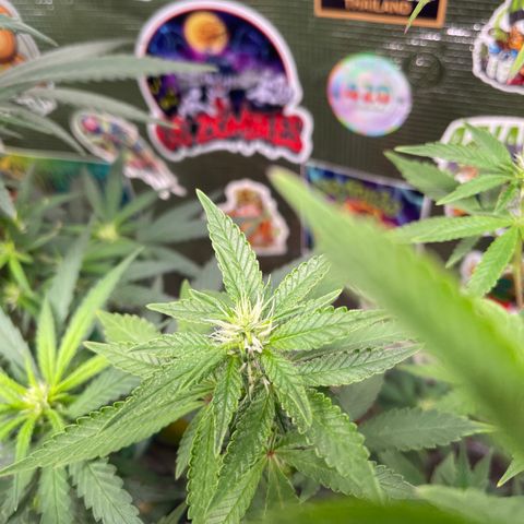 Jack Herer growlog timeline photo