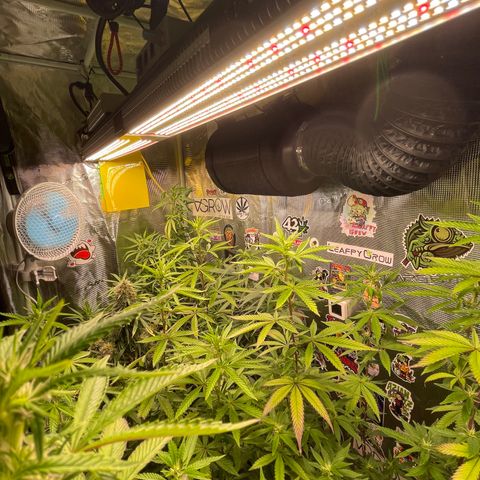 Jack Herer growlog timeline photo