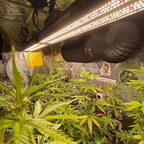 Jack Herer growlog timeline photo