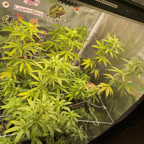 Jack Herer growlog timeline photo
