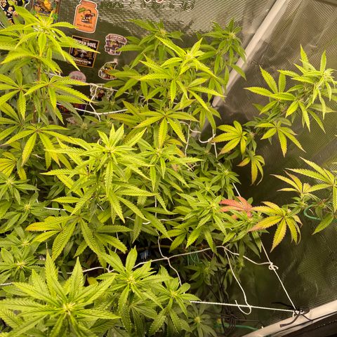 Jack Herer growlog timeline photo