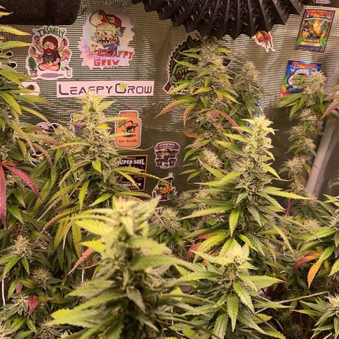 Jack Herer growlog timeline photo