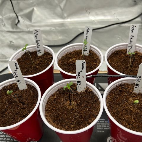 Astro Grape & Nanaz x BBC growlog photo: 6/6 above soil