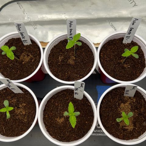 Astro Grape & Nanaz x BBC growlog timeline photo