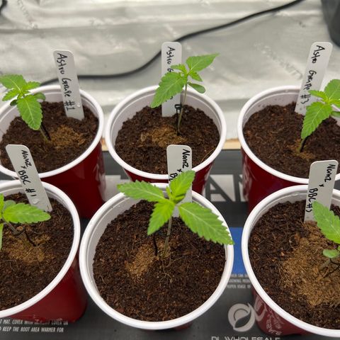 Astro Grape & Nanaz x BBC growlog timeline photo