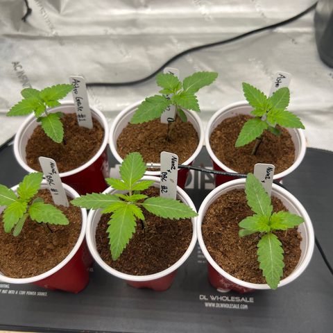 Astro Grape & Nanaz x BBC growlog timeline photo