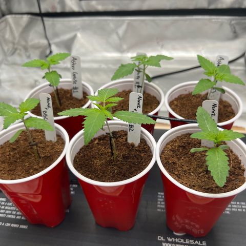 Astro Grape & Nanaz x BBC growlog timeline photo