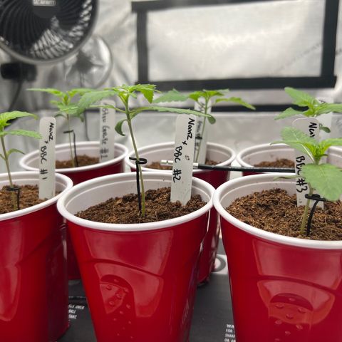 Astro Grape & Nanaz x BBC growlog timeline photo
