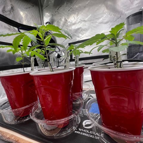 Astro Grape & Nanaz x BBC growlog timeline photo