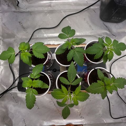 Astro Grape & Nanaz x BBC growlog timeline photo