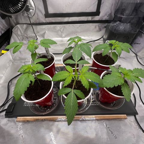 Astro Grape & Nanaz x BBC growlog timeline photo