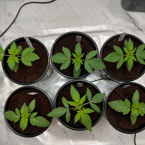 Astro Grape & Nanaz x BBC growlog photo: Transplanted 2:00AM

Sprinkled mykos on roots
