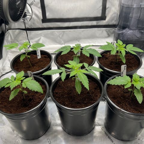 Astro Grape & Nanaz x BBC growlog photo: Transplanted 2:00AM

Sprinkled mykos on roots