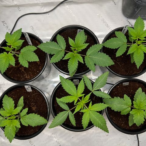Astro Grape & Nanaz x BBC growlog photo: 4:18AM