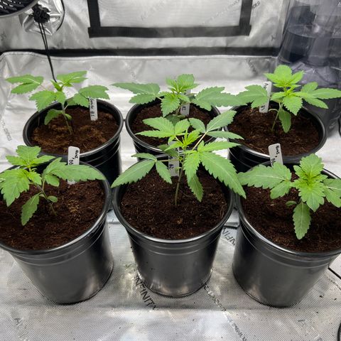 Astro Grape & Nanaz x BBC growlog photo: 4:18AM