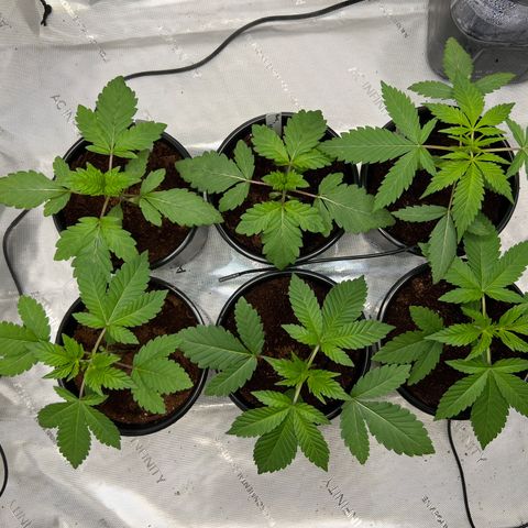 Astro Grape & Nanaz x BBC growlog photo: 8:31AM