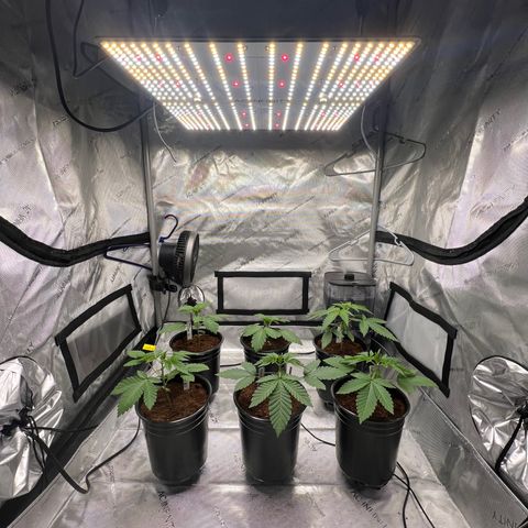 Astro Grape & Nanaz x BBC growlog photo: Increased wattage to 40%
Increased ppfd to 330-390