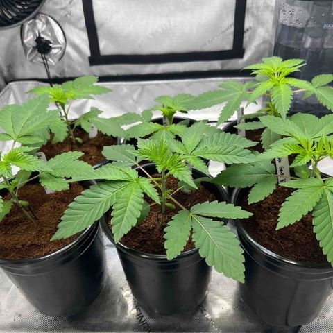 Astro Grape & Nanaz x BBC growlog photo: Added risers for bottom airflow