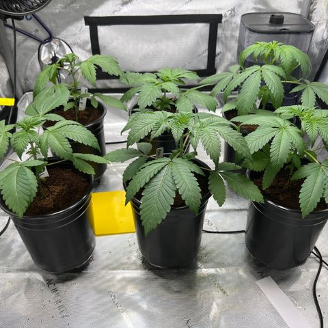 Astro Grape & Nanaz x BBC growlog photo: 3:41 AM
