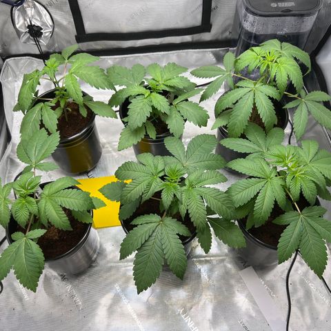 Astro Grape & Nanaz x BBC growlog photo: 3:41 AM