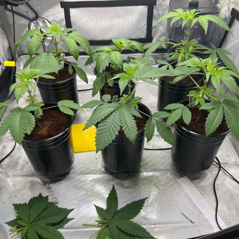Astro Grape & Nanaz x BBC growlog photo: Removed large fan leaves for improved light penetration to lowers
7:31PM