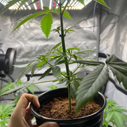 Astro Grape & Nanaz x BBC growlog photo: Nanz x BBC #2 (Back Right)
