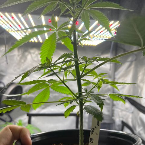Astro Grape & Nanaz x BBC growlog photo: Nanz x BBC #2 (Back Right)
