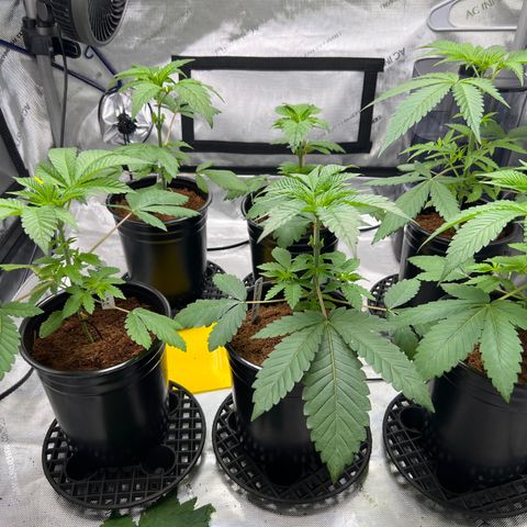 Astro Grape & Nanaz x BBC growlog photo: 7:23 PM