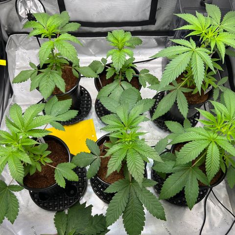 Astro Grape & Nanaz x BBC growlog photo: 7:23 PM