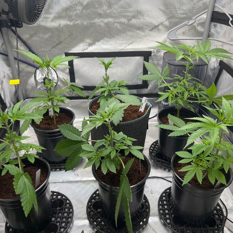 Astro Grape & Nanaz x BBC growlog photo: Removed large fans off all 6, transplanted nanz x bbc #3