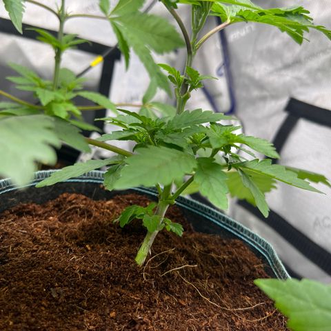 Astro Grape & Nanaz x BBC growlog photo: Removed large fans off all 6, transplanted nanz x bbc #3