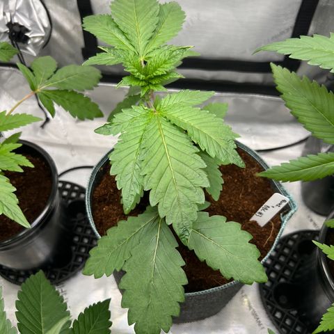 Astro Grape & Nanaz x BBC growlog photo: Removed large fans off all 6, transplanted nanz x bbc #3