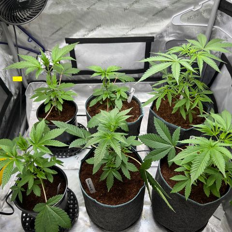 Astro Grape & Nanaz x BBC growlog timeline photo