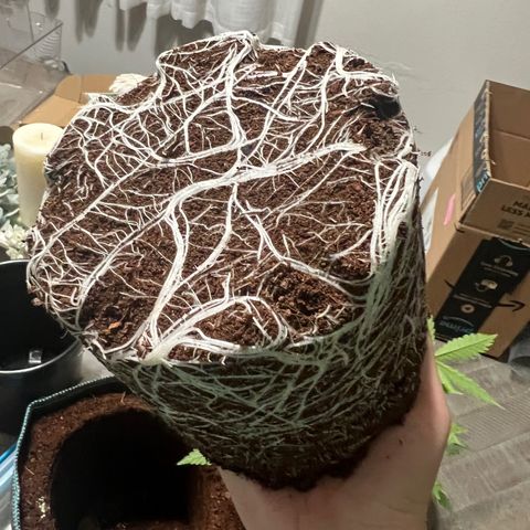 Astro Grape & Nanaz x BBC growlog timeline photo