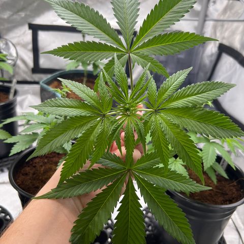 Astro Grape & Nanaz x BBC growlog photo: Topped