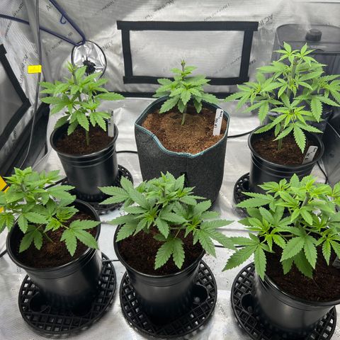 Astro Grape & Nanaz x BBC growlog photo: Topped