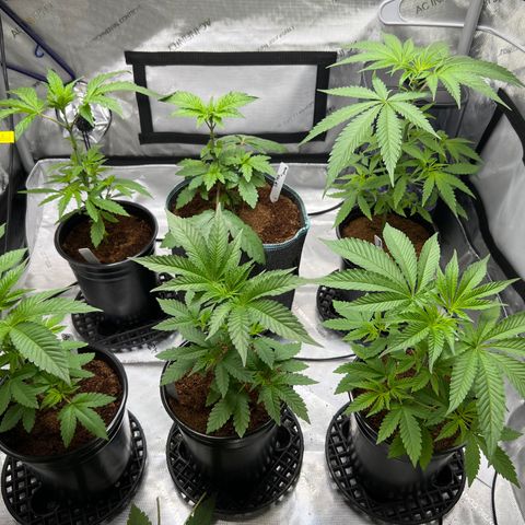 Astro Grape & Nanaz x BBC growlog photo: Topped