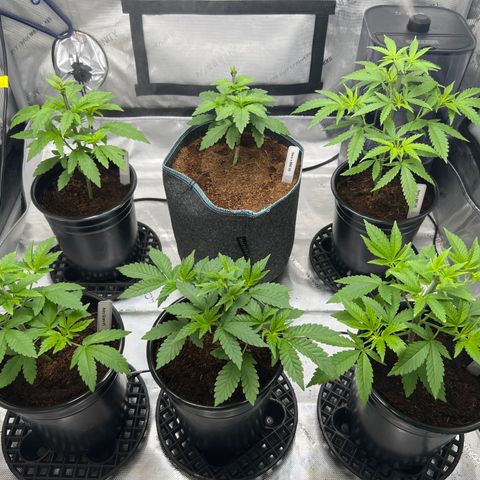 Astro Grape & Nanaz x BBC growlog photo: No shock, some tip burn