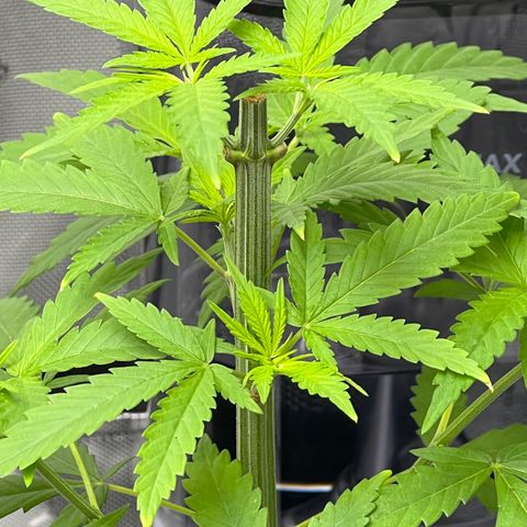 Astro Grape & Nanaz x BBC growlog photo: No shock, some tip burn