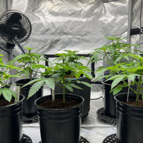 Astro Grape & Nanaz x BBC growlog timeline photo