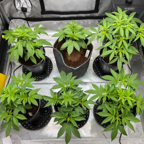 Astro Grape & Nanaz x BBC growlog timeline photo