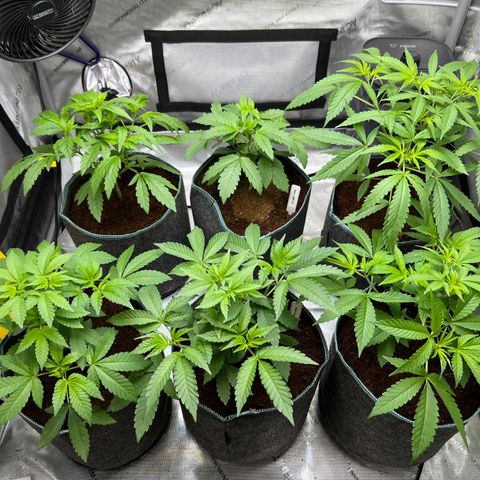 Astro Grape & Nanaz x BBC growlog timeline photo