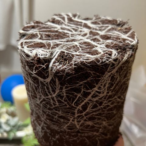 Astro Grape & Nanaz x BBC growlog timeline photo