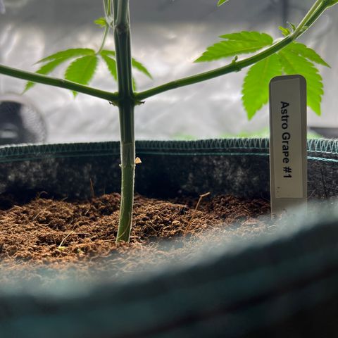 Astro Grape & Nanaz x BBC growlog photo: Astro grape 1-3 lowers cleaned up