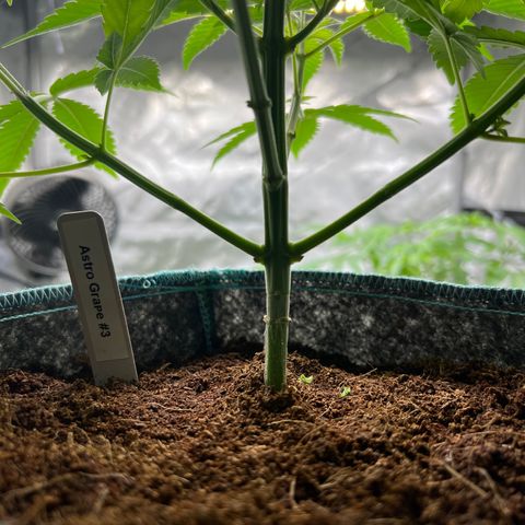 Astro Grape & Nanaz x BBC growlog photo: Astro grape 1-3 lowers cleaned up