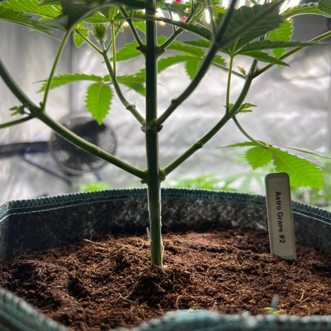 Astro Grape & Nanaz x BBC growlog photo: Astro grape 1-3 lowers cleaned up