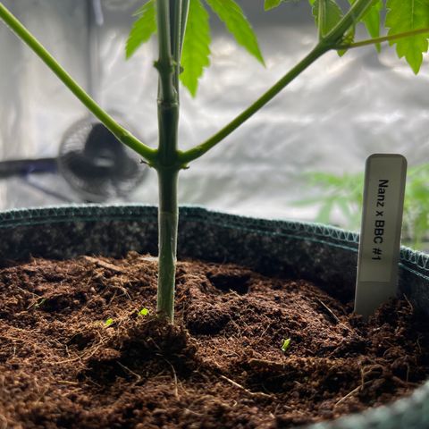 Astro Grape & Nanaz x BBC growlog photo: Nanz x bbc 1-3 lowers cleaned up