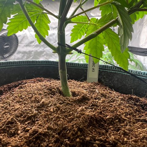 Astro Grape & Nanaz x BBC growlog photo: Nanz x bbc 1-3 lowers cleaned up