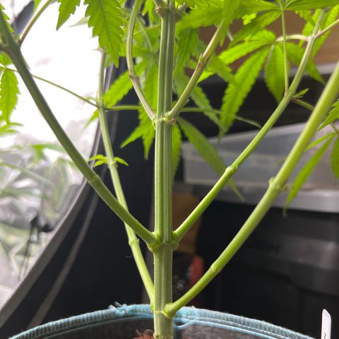 Astro Grape & Nanaz x BBC growlog photo: Nanz x bbc 1-3 lowers cleaned up